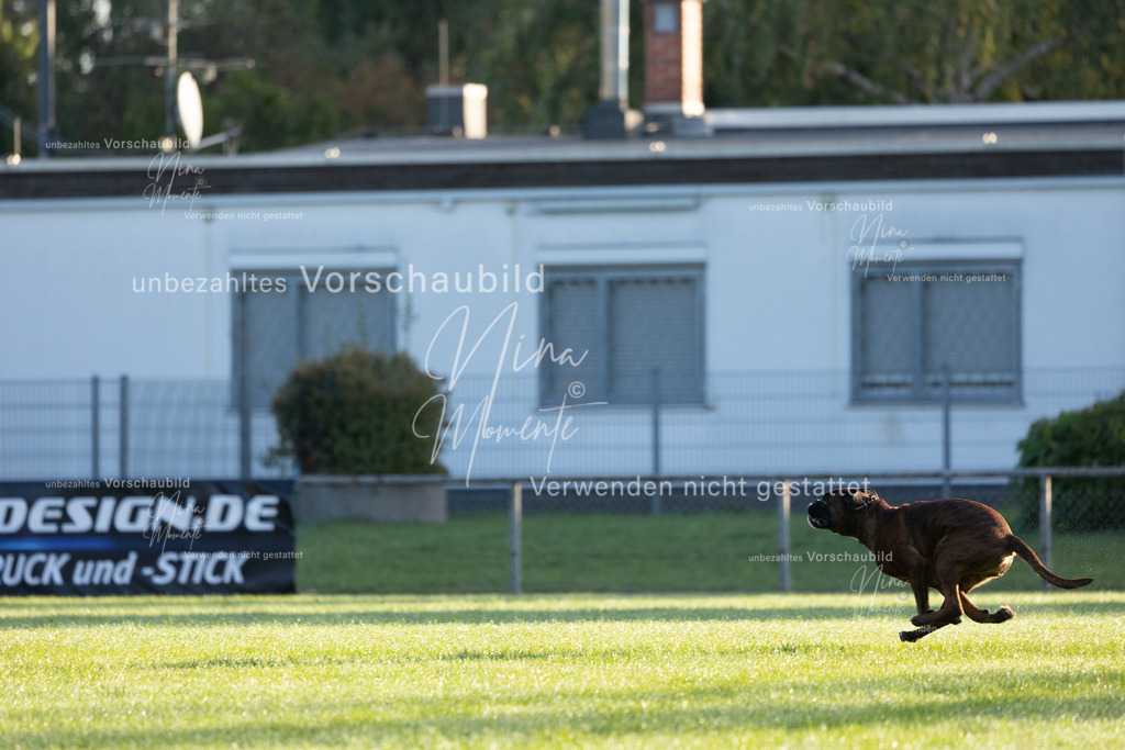 _16A6050 | Einzigartige Fotos von Hunden & Menschen –Actionfotos, Portraits, Vereinsaufnahmen & Paarshootings – authentisch, lebendig & mit Herz.