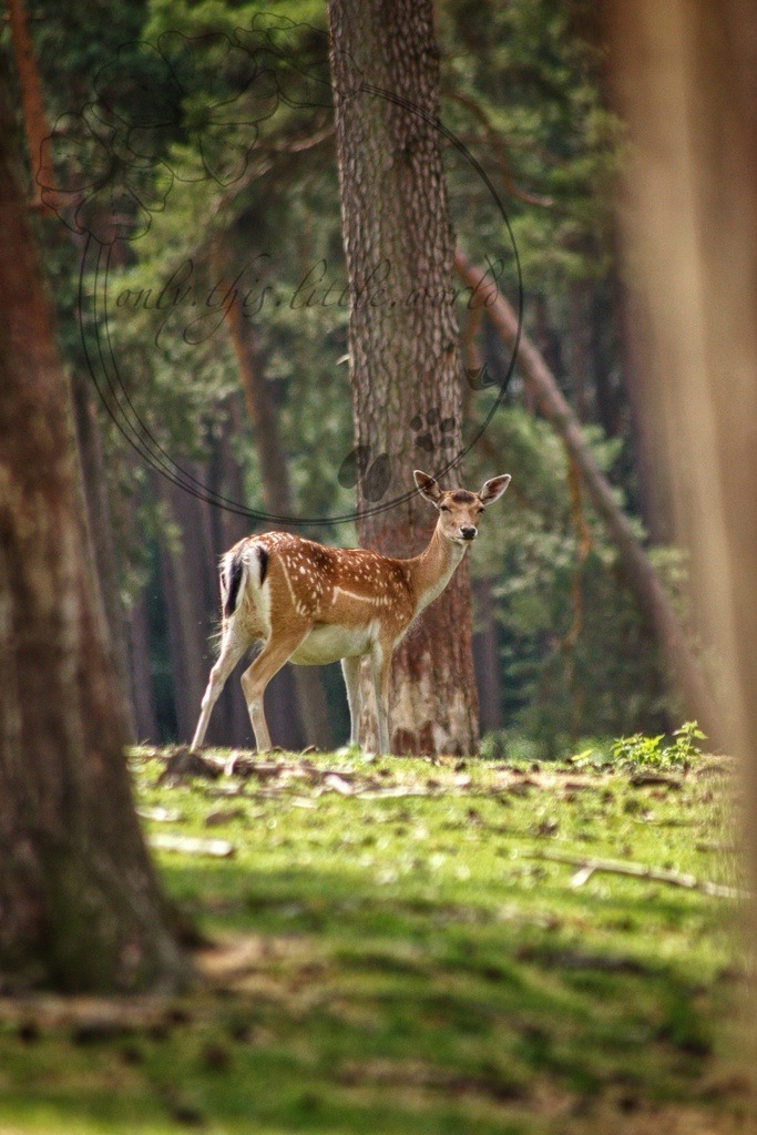 Damwild Weibchen im Wald  | only.this.little.world - Realisiert mit Pictrs.com
