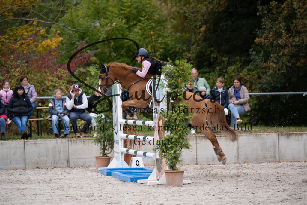 A7V00990 | Pferdefotograf