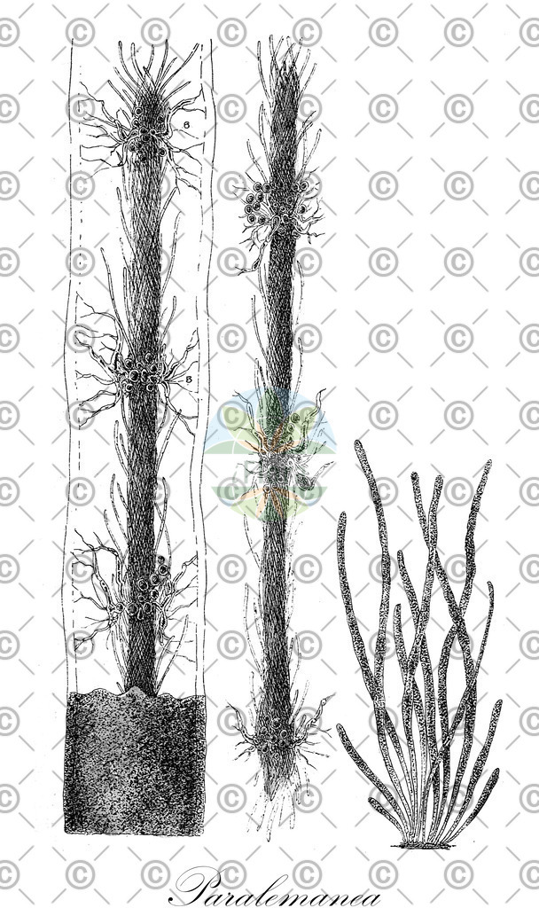 HistAbb_wfo-0001299292_1_ENZY_Simple | Historische Abbildung von Paralemanea - Lemaneaceae (0) | Historical Illustration of Paralemanea - Lemaneaceae (0)