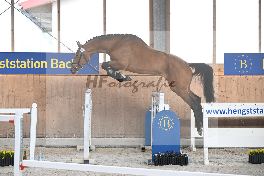 Kat-Nr. 92 C-Simba v. Camargo_Juenger GbR_5250608 | hf-fotografie - Realisiert mit Pictrs.com