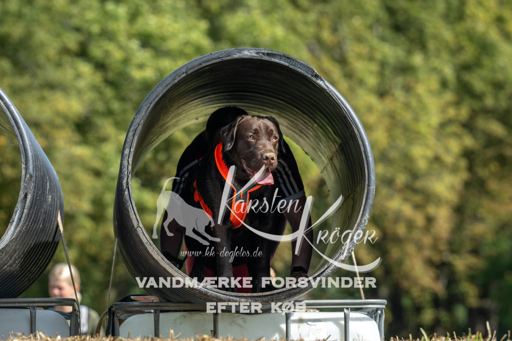 1305_ZZ91961 | kk-dogfotos