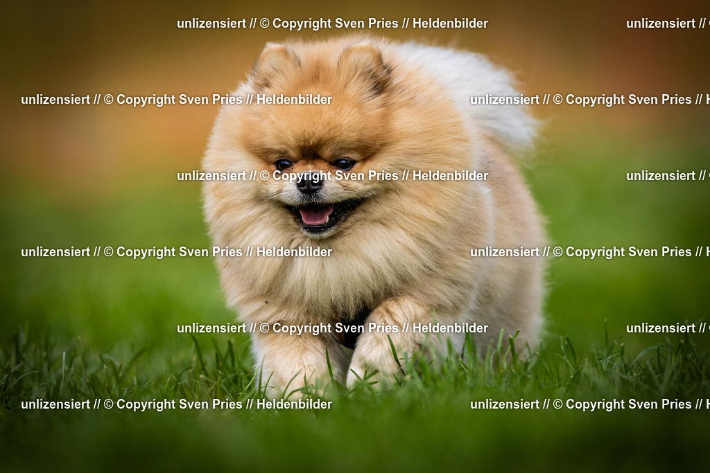 Sven Pries | 2025-04-13 - Hunderennen Baden-Baden - Realisiert mit Pictrs.com