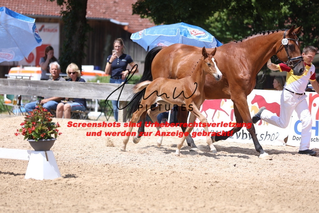 Fohlenschau_Schwäbisch_Hall_springbetonte_Fohlen_KN 28_2 | lmwpictures - Realisiert mit Pictrs.com