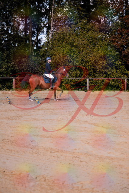 2026_10_03_Siefer-Hof_145627_Z81_37575834 | Professionelle Reitsport-, Turnier- und Eventfotografie von Robert Broda. Galerien mit ausgewählten und bearbeiteten Bildern direkt online ansehen und bestellen.
