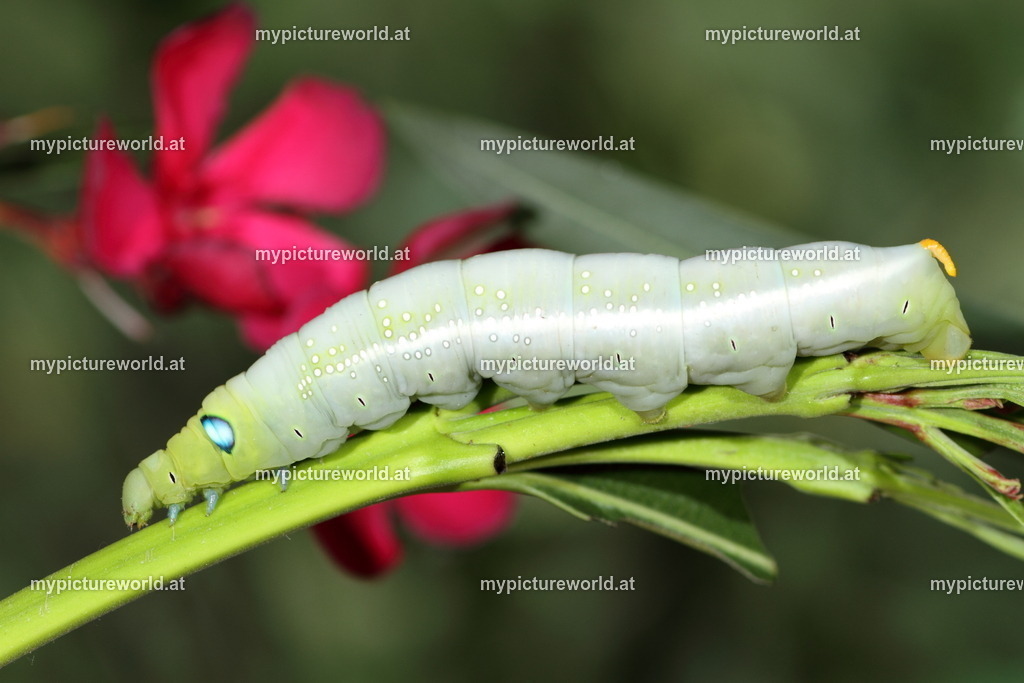 Oleanderschwärmer-051 | Das Bilderarchiv über Tiere, Planzen und Landschaften. In der Bilddatenbank finden Sie ein große Auswahl an hochwertigen Bilder für Ihre Werbung - Realized with Pictrs.com