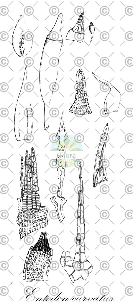 HistAbb_wfo-0001166220_1_ENZY_Simple | Historische Abbildung von Entodon curvatus - Entodontaceae | Historical Illustration of Entodon curvatus - Entodontaceae