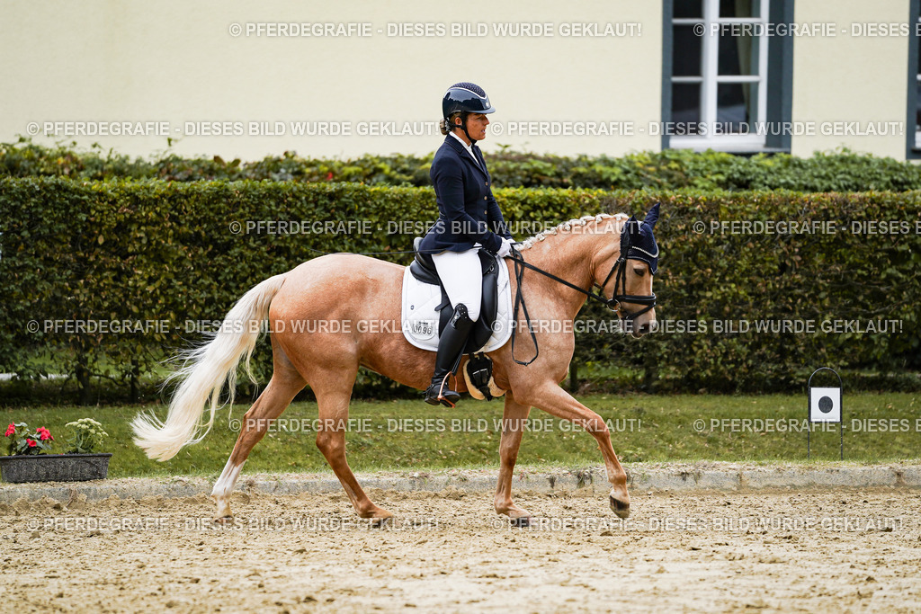 DSC09082 | Pferdegrafie