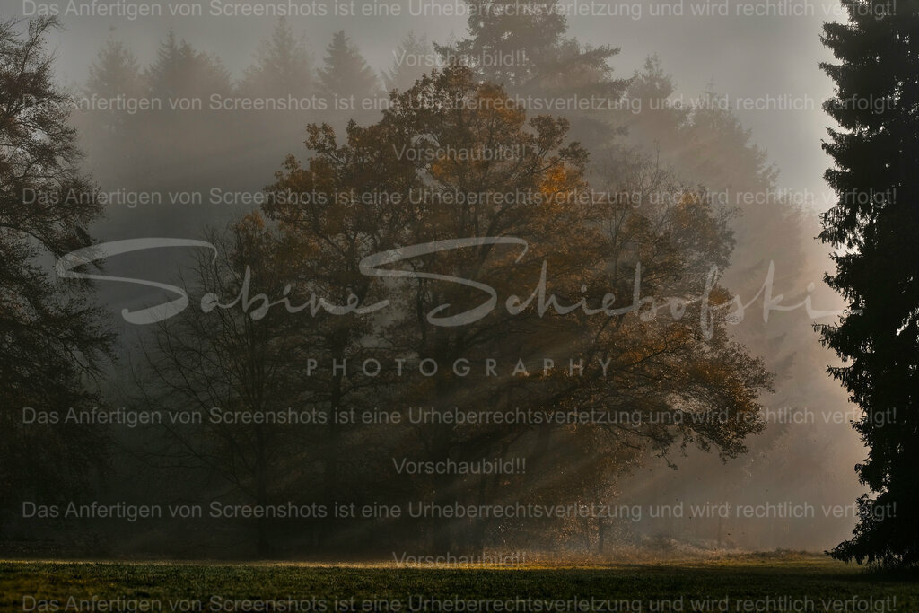 Wandbild "Sonnenstrahlen im Nebel" | People- und Tierfotografie, Imageaufnahmen, Veranstaltungsfotografie und Wandbilder aus der Natur ★ Made in Germany ✔️ Druck + Downloads ✔️ Naturfotografie in Top Qualität ★ schneller Versand, weltweite Lieferung! - Realisiert mit Pictrs.com