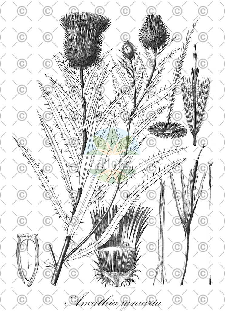 HistAbb_wfo-0000038449_1_ENZY_Simple | Historische Abbildung von Ancathia igniaria - Asteraceae | Historical Illustration of Ancathia igniaria - Asteraceae