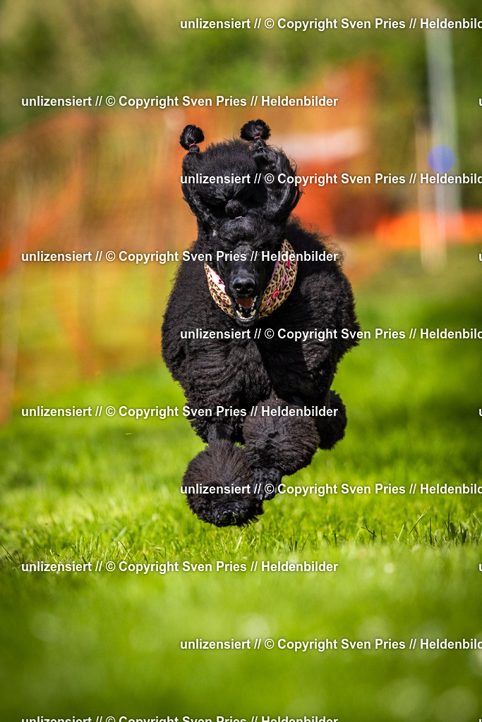 Sven Pries | 2025-04-13 - Hunderennen Baden-Baden - Realisiert mit Pictrs.com