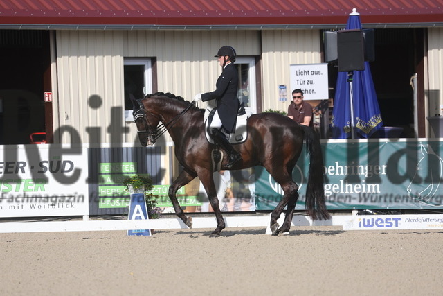 Birkhof_2024_Prfg.Nr.17_Intermediaire II_Chiara Rüesch_San Bernardo(6) | Alle Fotos der Reiterjournal Fotografin Doris Matthaes im Reiterjournal Online-Fotoshop. - Realisiert mit Pictrs.com