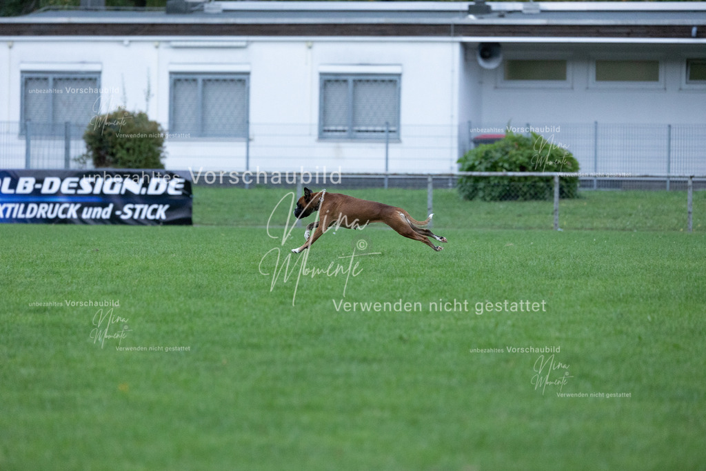 _16A4648 | Einzigartige Fotos von Hunden & Menschen –Actionfotos, Portraits, Vereinsaufnahmen & Paarshootings – authentisch, lebendig & mit Herz.