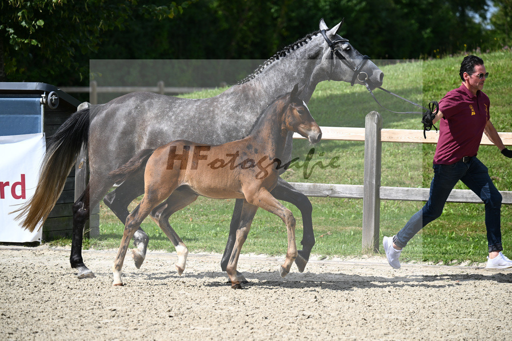 Cullinan du Borget B x Dalles VDL_Sanladerer_29240195 | hf-fotografie - Realisiert mit Pictrs.com
