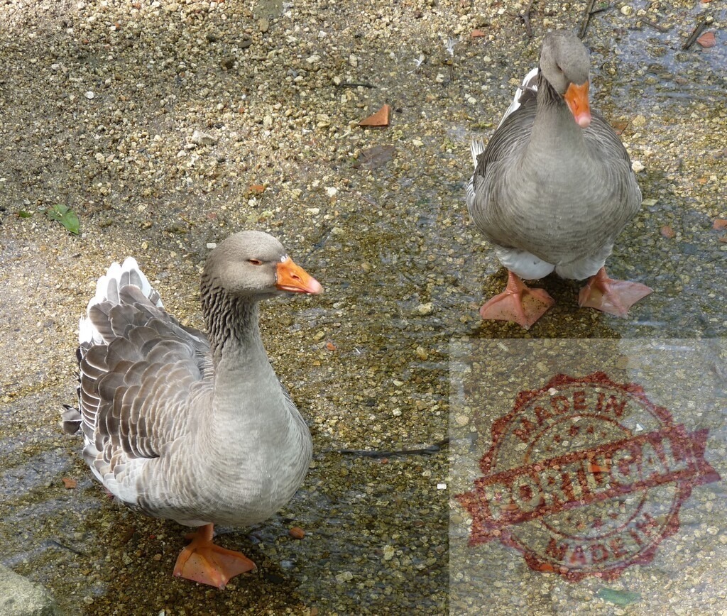 Two gray geese standing in shallow water | Two domestic geese standing in shallow water on a gravel shore in nature - Realisiert mit Pictrs.com
