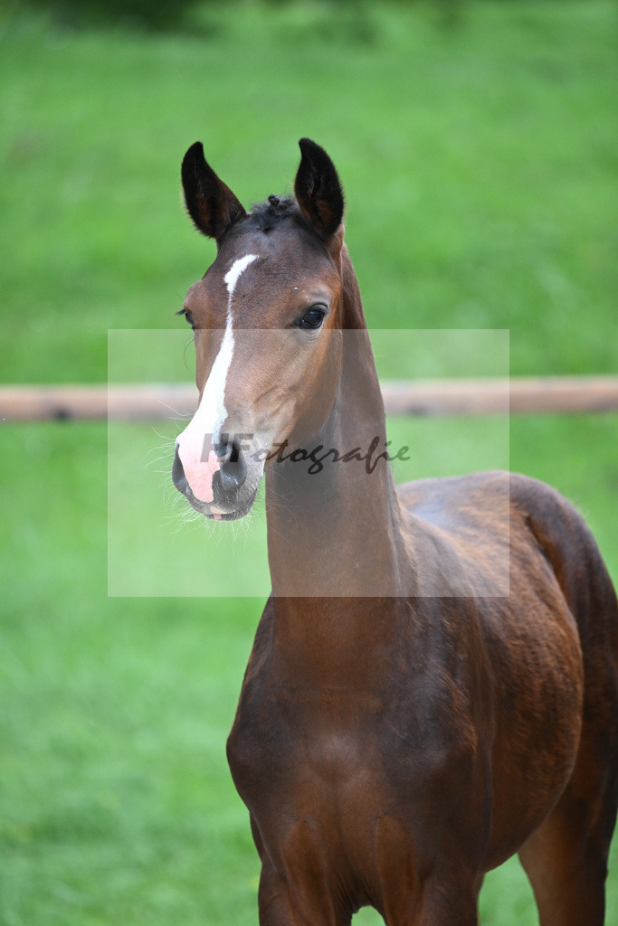 Kat-Nr. 9 SF Diamond First_Sax_25230162 | hf-fotografie - Realisiert mit Pictrs.com