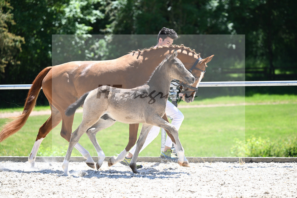 Kat-Nr. 22 HF Gold Garant_Koller_16230592 | hf-fotografie - Realisiert mit Pictrs.com