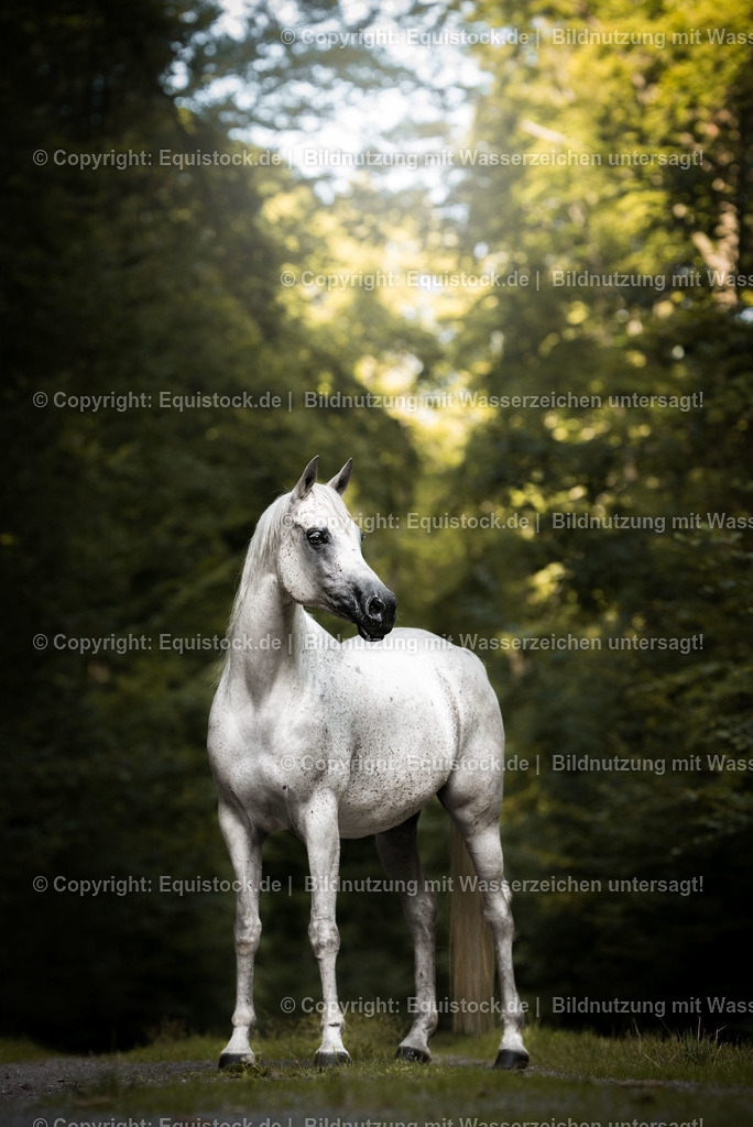 TS_20170716_Portrait_Schimmel_Araber_0001 | Foto: Thomas Hartig