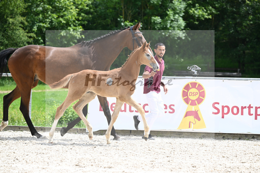 Chacoon Blue x Balous Bellini_HF_Foth_20240515 | hf-fotografie - Realisiert mit Pictrs.com