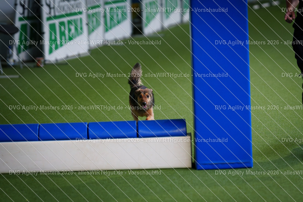 allesWIRTHgut_Tierfotografie-DVG_Agility_Masters_2026-12_23-7R508124 | Professionelle Tierfotografie in Mönchengladbach von Daniel Wirth (allesWIRTHgut). Liebevolle & natürliche Bilder von Hunden & Katzen für unvergessliche Erinnerungen.