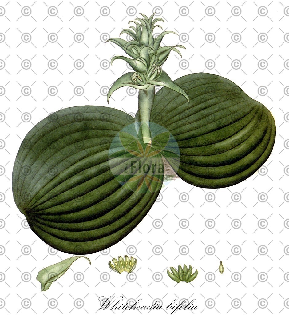 HistAbb_wfo-0001228287_1_ENZY_Simple | Historische Abbildung von Whiteheadia bifolia - Asparagaceae | Historical Illustration of Whiteheadia bifolia - Asparagaceae