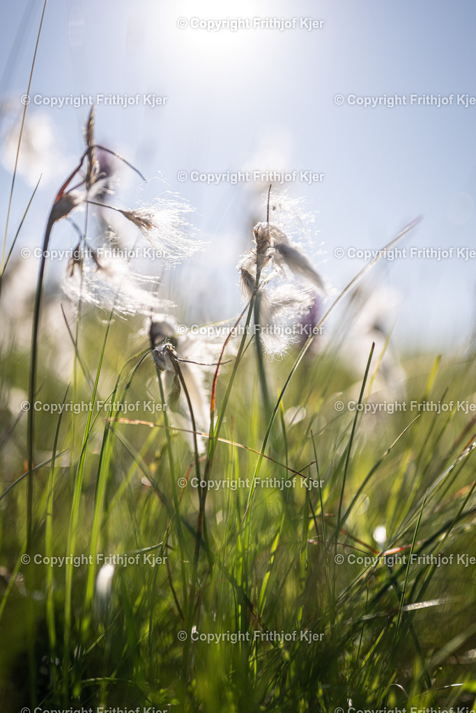 Flora-2 | Frithjof Kjer - Realisiert mit Pictrs.com