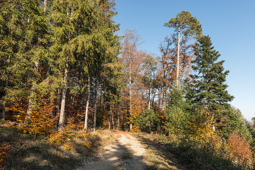 Farbiger Wald | im Herbst. - Realisiert mit Pictrs.com