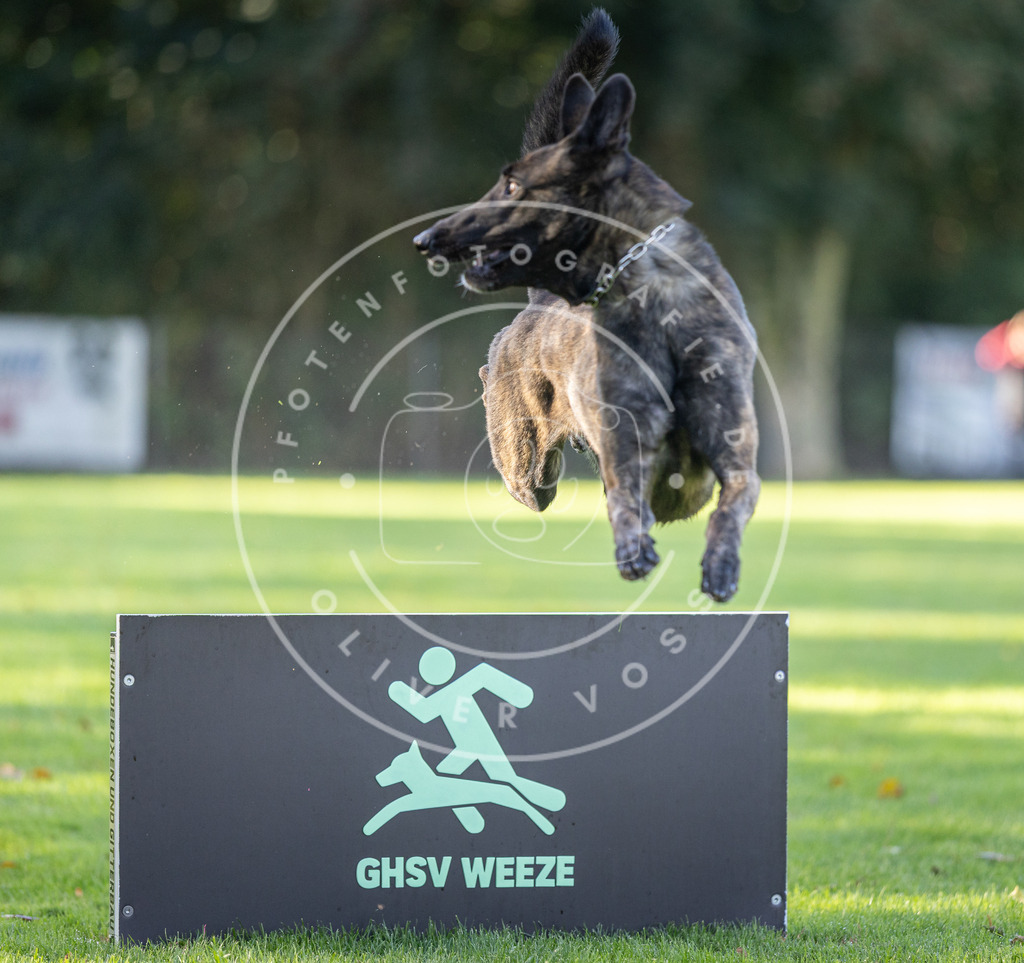 Pfotenfotografie.de_DV3A3626 | Hundefotografie, Tierfotograf, Pfotenfotografie, Fotoshooting Hund, Hunde Portrait, Hundesport, Hundeportraits, Heideshooting, Hunde, Sportfotograf, Hundefotograf, Turnierhundsport, THS, canicross - Realisiert mit Pictrs.com