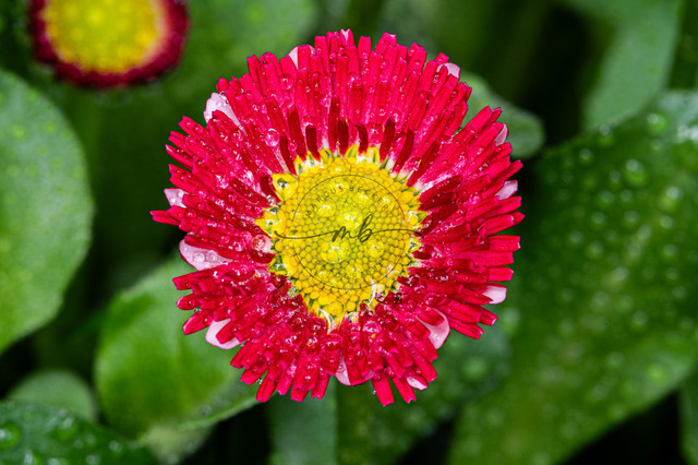 Rotes Gänseblümchen mit Wassertropfen | Ein rotes Gänseblümchen mit Wassertropfen auf den Blütenblättern - Realisiert mit Pictrs.com