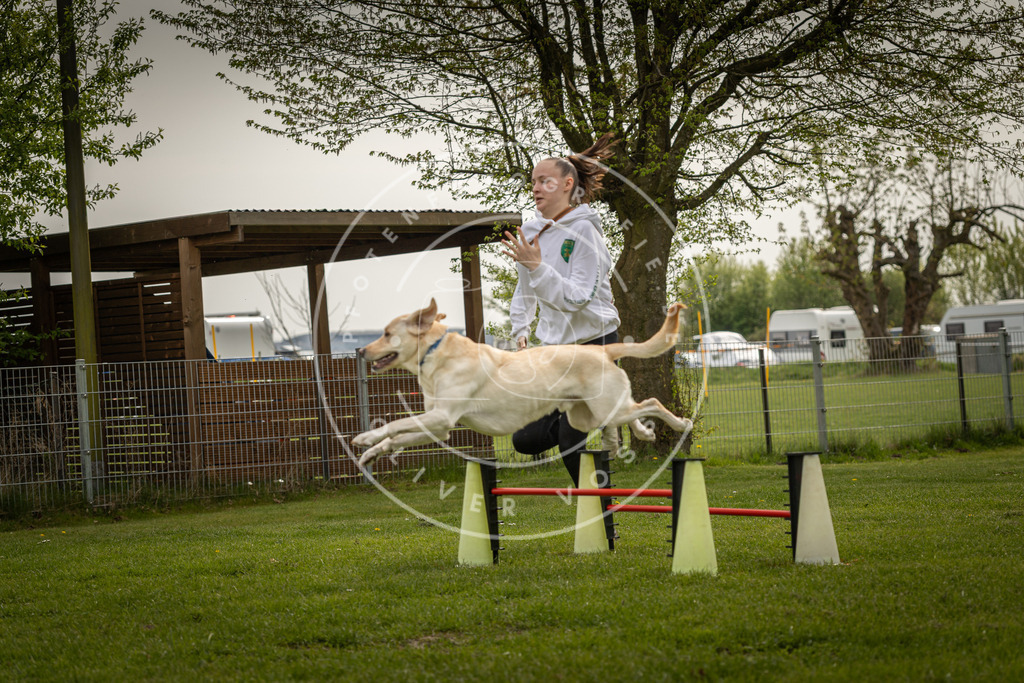 Pfotenfotografie_DV3A6583 | Hundefotografie, Tierfotograf, Pfotenfotografie, Fotoshooting Hund, Hunde Portrait, Hundesport, Hundeportraits, Heideshooting, Hunde, Sportfotograf, Hundefotograf, Turnierhundsport, THS,  - Realisiert mit Pictrs.com
