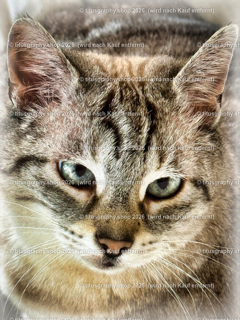 Minou 108 | titusgraphy.eu präsentiert anspruchsvolle Katzenfotos in verschiedenen Variationen.  - Realisiert mit Pictrs.com