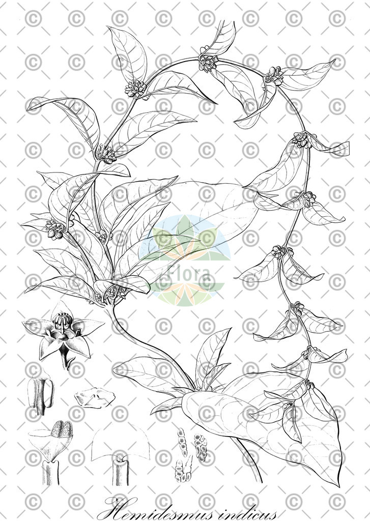 HistAbb_wfo-0001109144_1_ENZY_Simple | Historische Abbildung von Hemidesmus indicus - Apocynaceae | Historical Illustration of Hemidesmus indicus - Apocynaceae
