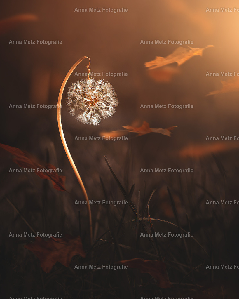 IMG_3172 | anna-metz - Realisiert mit Pictrs.com