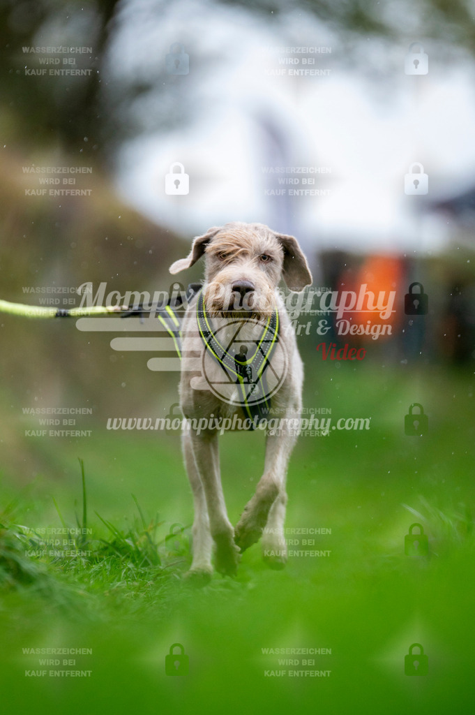 TSB_2023_E8_Canicross-121 | PayLife