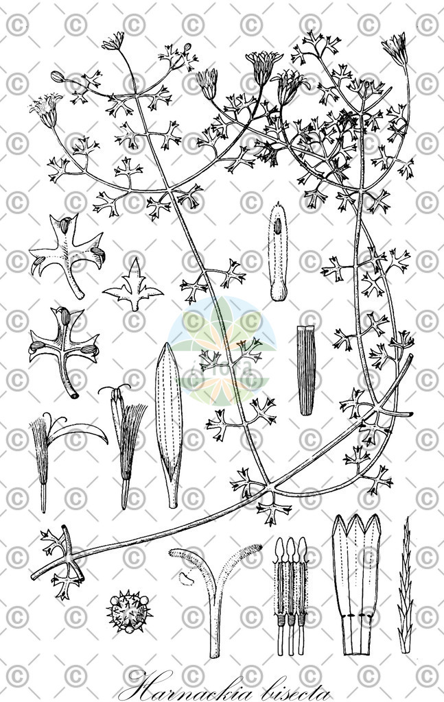 HistAbb_wfo-0000715793_1_ENZY_Simple | Historische Abbildung von Harnackia bisecta - Asteraceae | Historical Illustration of Harnackia bisecta - Asteraceae