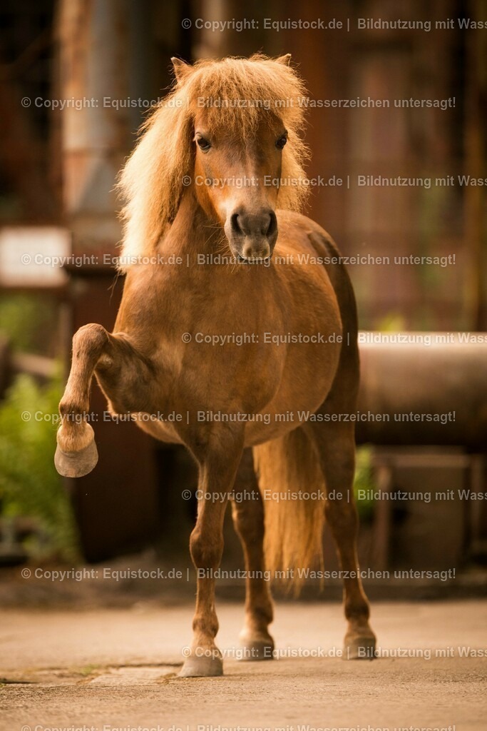 20160517_Pony_In_Industrieanlage_0010 | Foto: Thomas Hartig