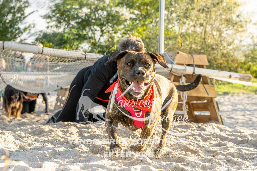1646_ZZ99133 | kk-dogfotos