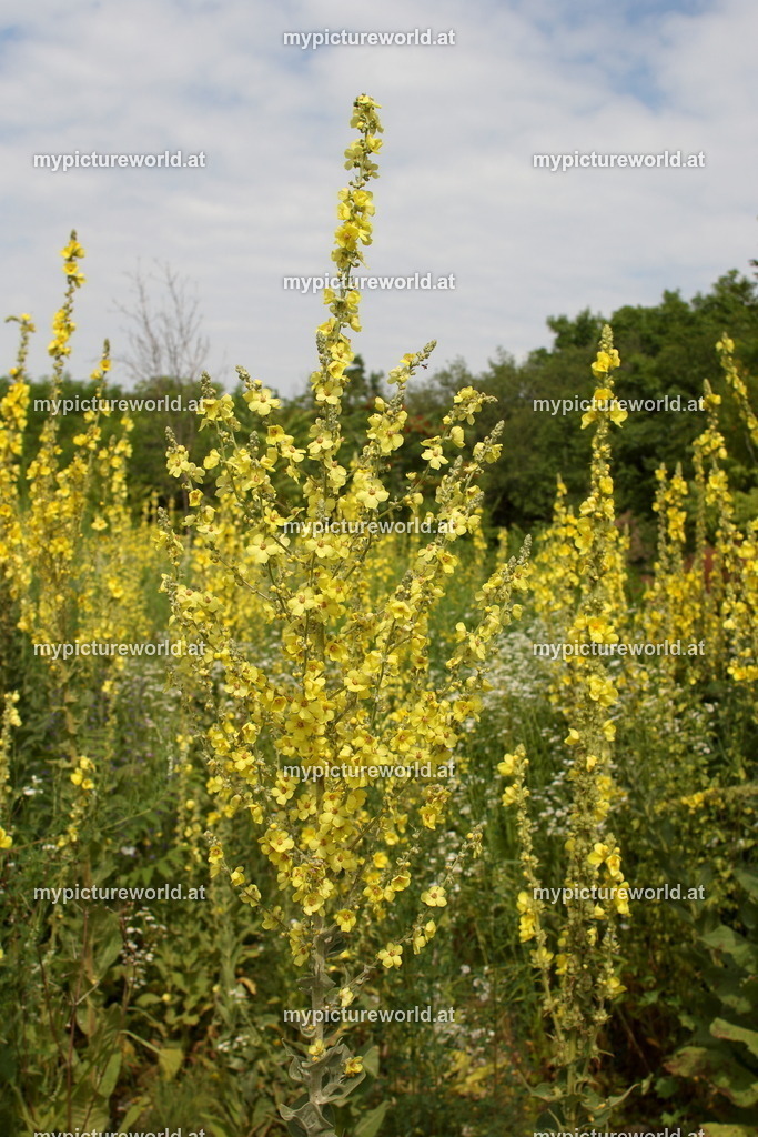 Mehlige Königskerze-001 | Das Bilderarchiv über Tiere, Planzen und Landschaften. In der Bilddatenbank finden Sie ein große Auswahl an hochwertigen Bilder für Ihre Werbung - Realisiert mit Pictrs.com