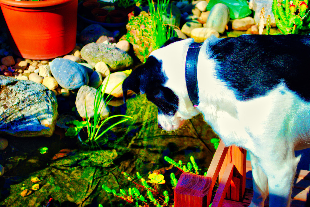 Hunde (6) | Tierfotografie / Haustierfotografie - Realisiert mit Pictrs.com