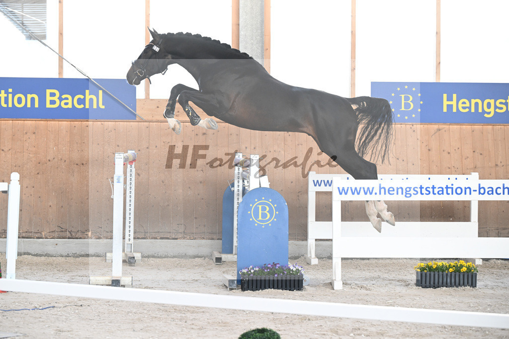 Kat-Nr. 33 El Pablo v. El Barone 111 Z_Schaefer_5250701 | hf-fotografie - Realisiert mit Pictrs.com