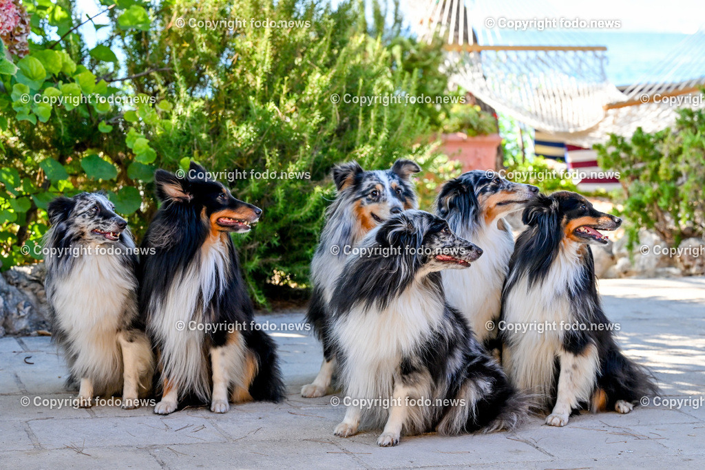 Hunde in Kroatien_ 31.07.2023-17 | bilder, linz, oberösterreich, österreich, europa, photo, foto, tiere, hunde, landwirtschaft, landschaft, politik, wirtschaft, wissenschaft, industrie, verkehr, medizin, society, fodo.news