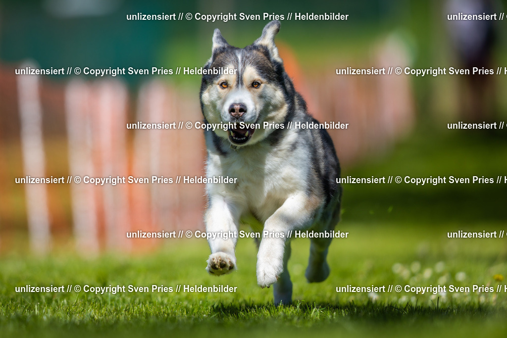 Hunderennen_April_2026_313 | 2026-04-26 - Hunderennen Baden-Oos April 2026 - Realisiert mit Pictrs.com