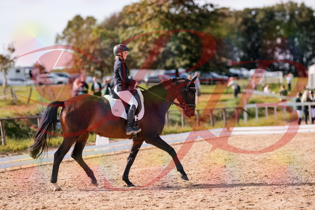 2026_10_03_Siefer-Hof_133824_Z81_96061747 | Professionelle Reitsport-, Turnier- und Eventfotografie von Robert Broda. Galerien mit ausgewählten und bearbeiteten Bildern direkt online ansehen und bestellen.