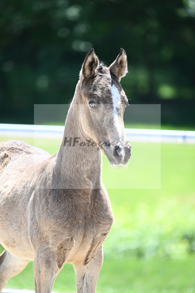 Kat-Nr. 22 HF Gold Garant_Koller_16230575 | hf-fotografie - Realisiert mit Pictrs.com