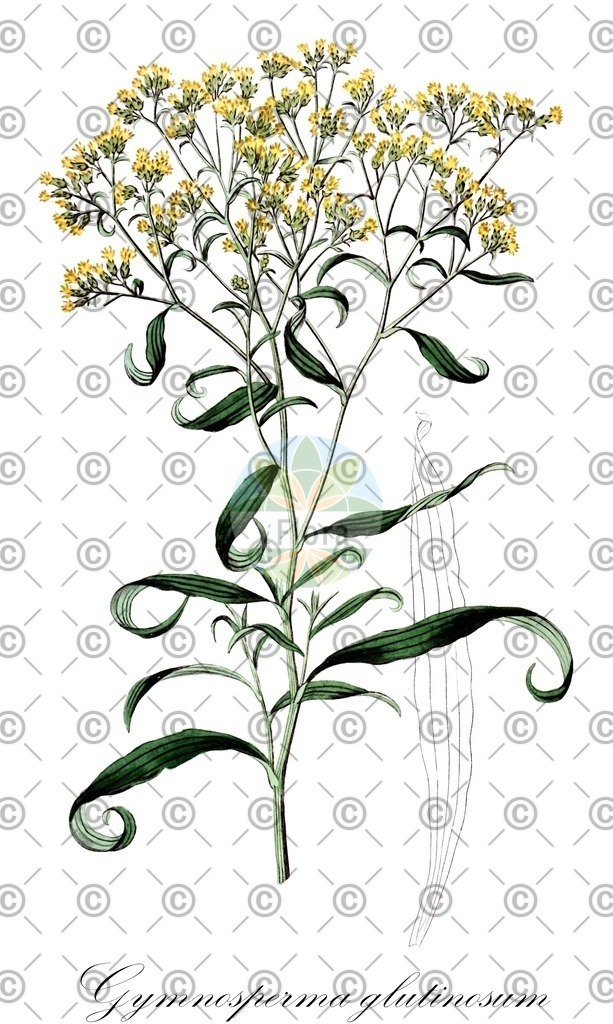HistAbb_wfo-0001318453_1_ENZY_Simple | Historische Abbildung von Gymnosperma glutinosum - Asteraceae | Historical Illustration of Gymnosperma glutinosum - Asteraceae
