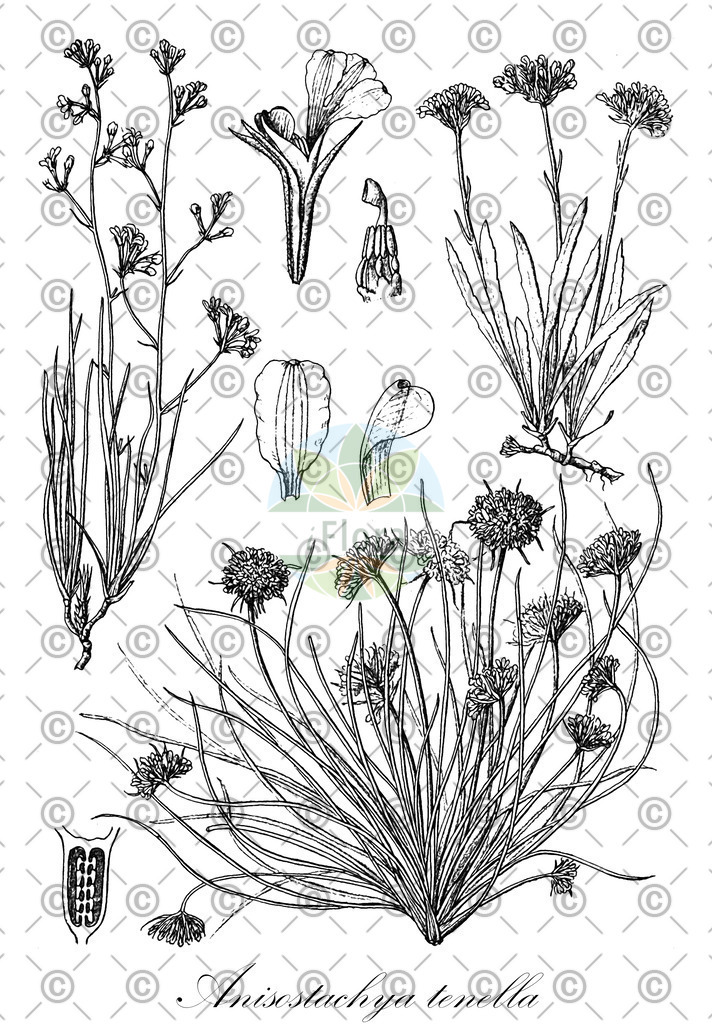 HistAbb_wfo-0000537474_1_ENZY_Simple | Historische Abbildung von Anisostachya tenella - Acanthaceae | Historical Illustration of Anisostachya tenella - Acanthaceae
