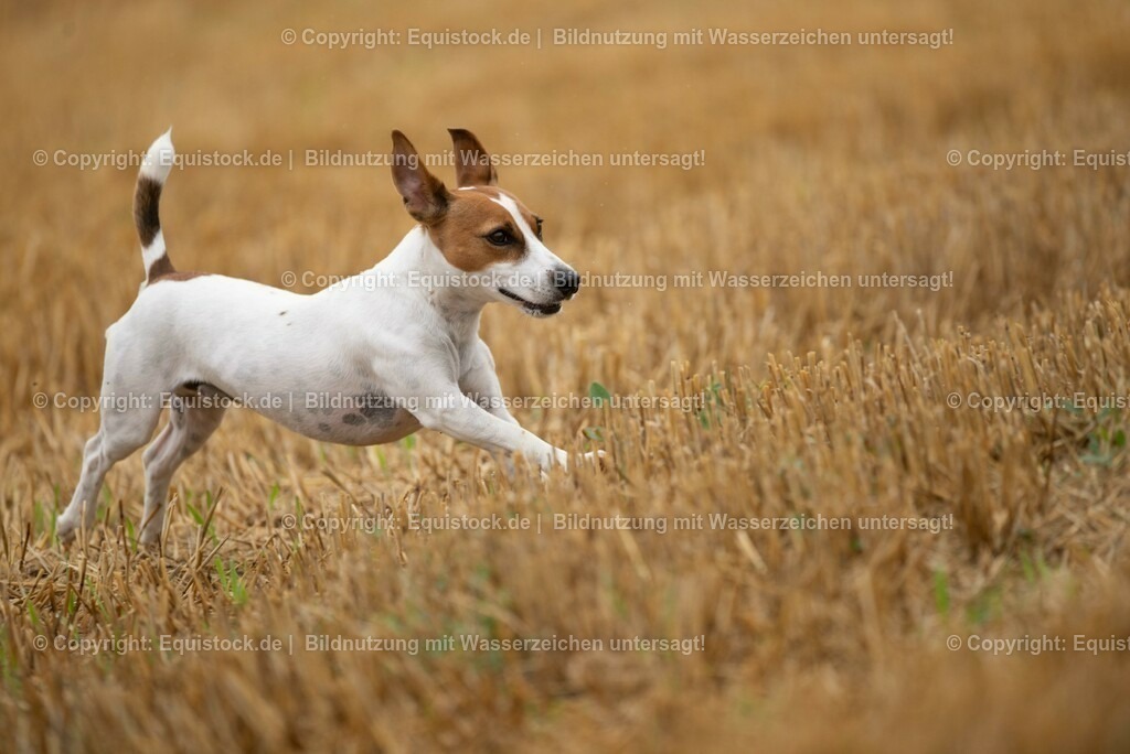 20210728_Jack-Russel_0013 | Foto: Thomas Hartig