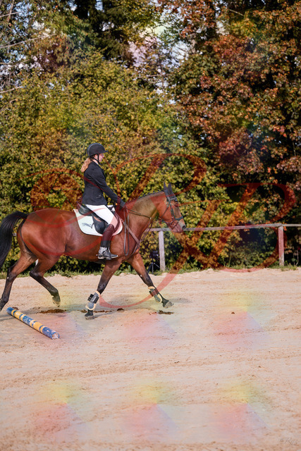 2026_10_03_Siefer-Hof_143437_Z81_02622339 | Professionelle Reitsport-, Turnier- und Eventfotografie von Robert Broda. Galerien mit ausgewählten und bearbeiteten Bildern direkt online ansehen und bestellen.