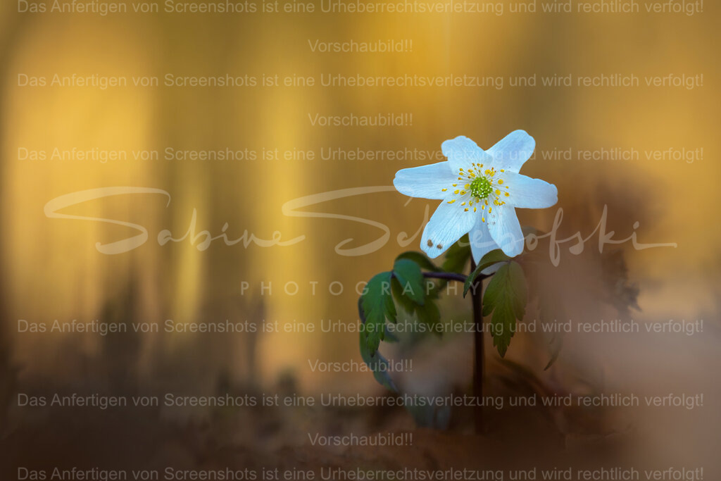Sanfte Stille – Buschwindröschen im goldenen Licht | Ein zartes Buschwindröschen erhebt sich ruhig aus dem Waldboden, umgeben von warmem, goldenem Licht. Die weiche Unschärfe im Hintergrund verleiht dem Motiv eine fast märchenhafte Atmosphäre und lenkt den Blick auf die feinen Details der Blüte.Dieses Bild bringt Ruhe, Natürlichkeit und Eleganz in jeden Raum – perfekt für alle, die die leisen Momente der Natur schätzen. - Realized with Pictrs.com