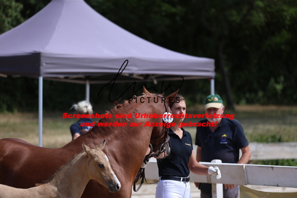 Fohlenschau_Schwäbisch_Hall_Ponys_KN 44_1 | lmwpictures - Realisiert mit Pictrs.com